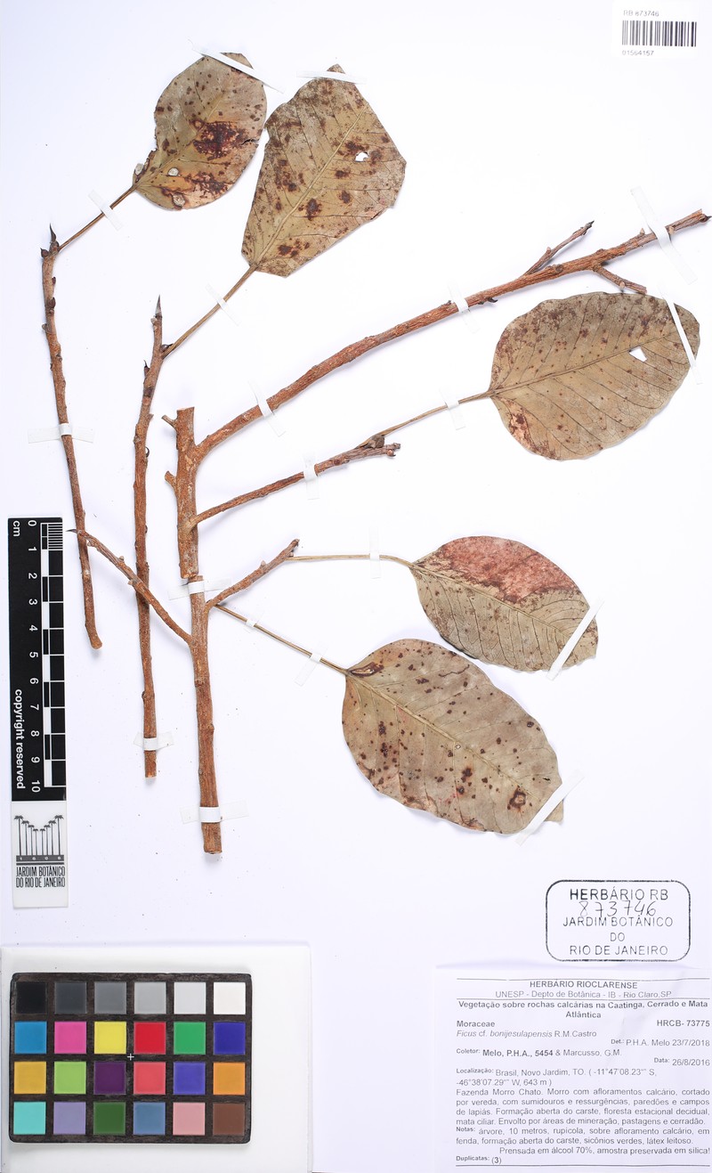 Ficus bonijesulapensis photo 6