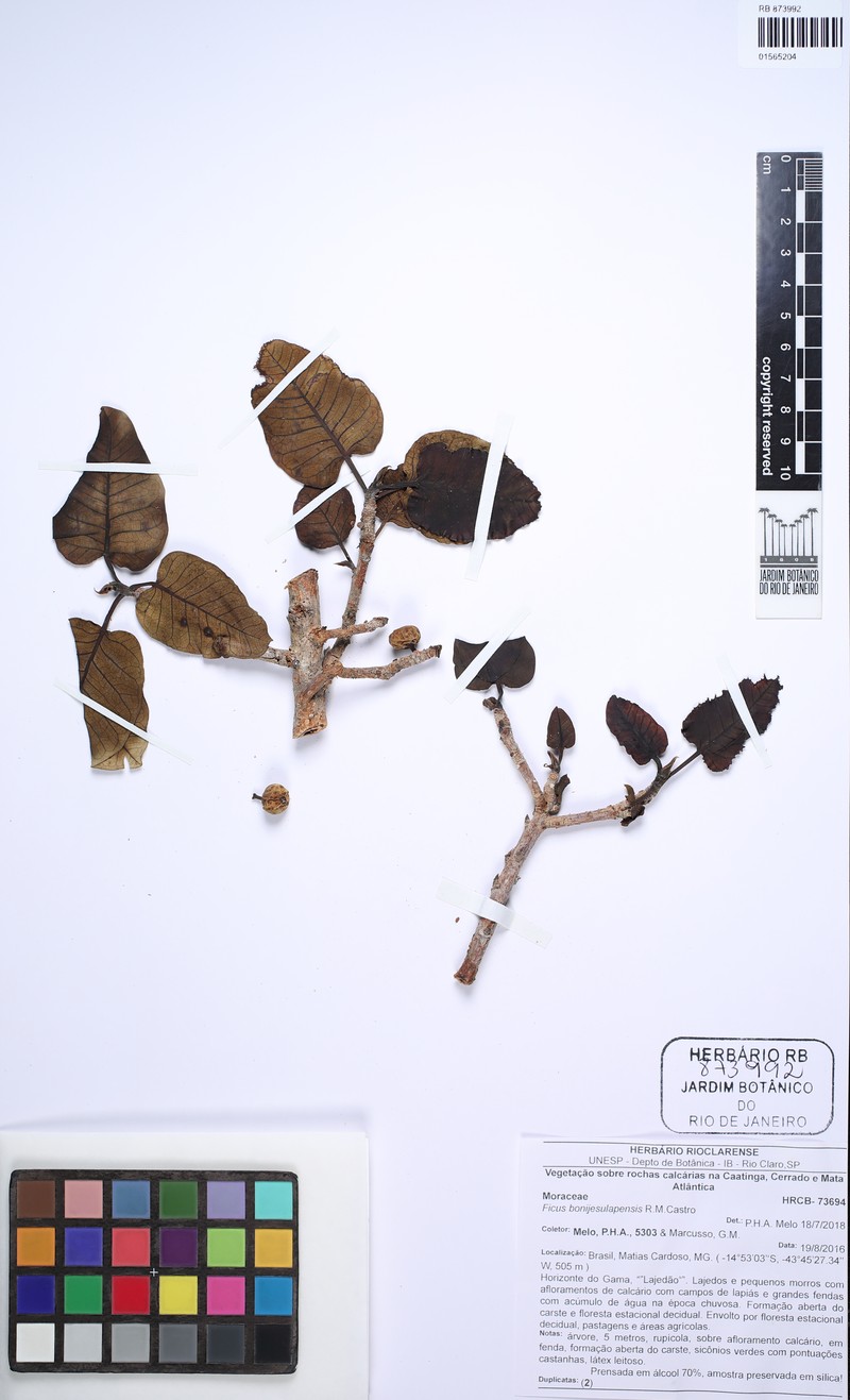 Ficus bonijesulapensis photo 7