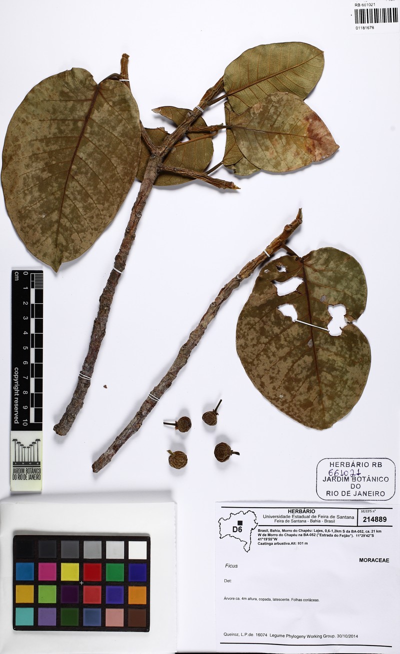 Ficus bonijesulapensis photo 8