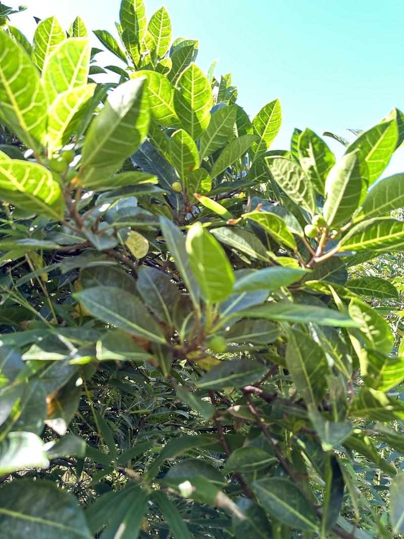 Ficus boninsimae