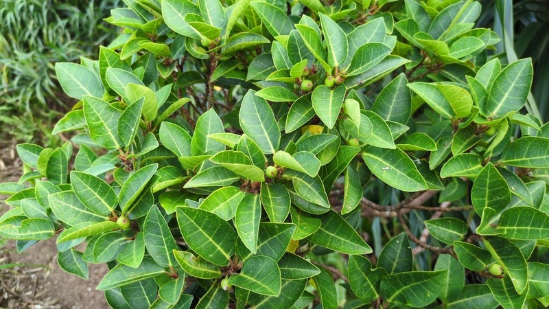Ficus boninsimae photo 2
