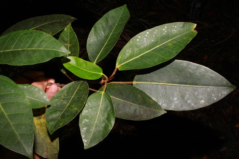 Ficus boninsimae photo 4