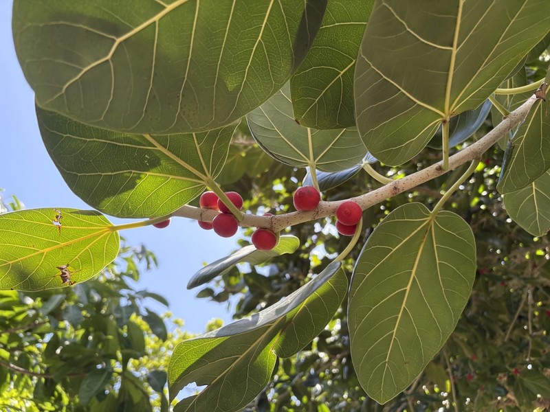 Ficus boninsimae photo 5