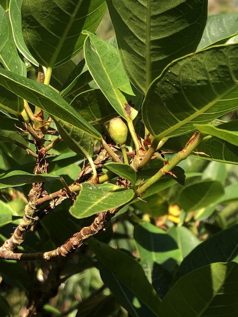 Ficus boninsimae photo 6
