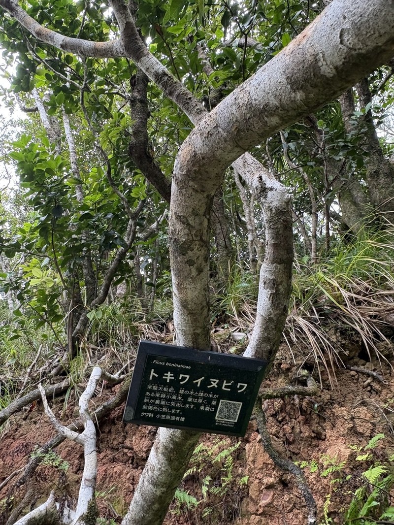 Ficus boninsimae photo 7