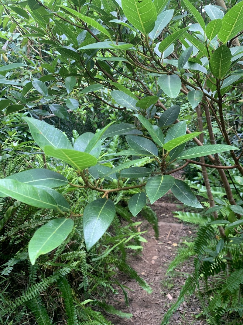 Ficus boninsimae photo 8