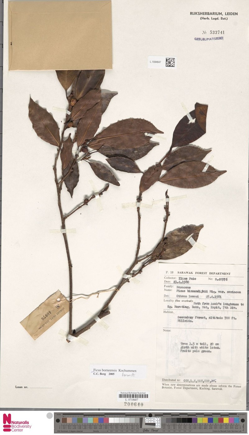 Ficus borneensis photo 2