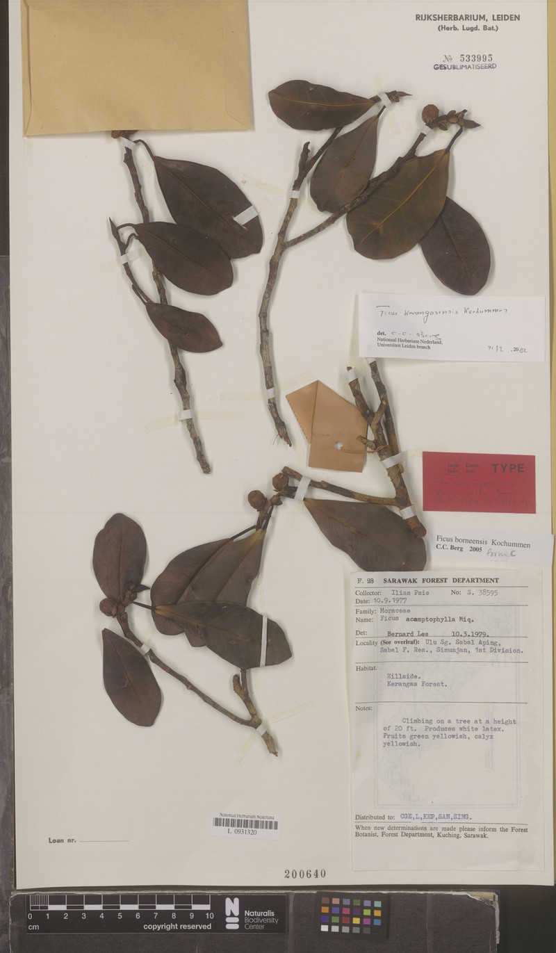Ficus borneensis photo 3