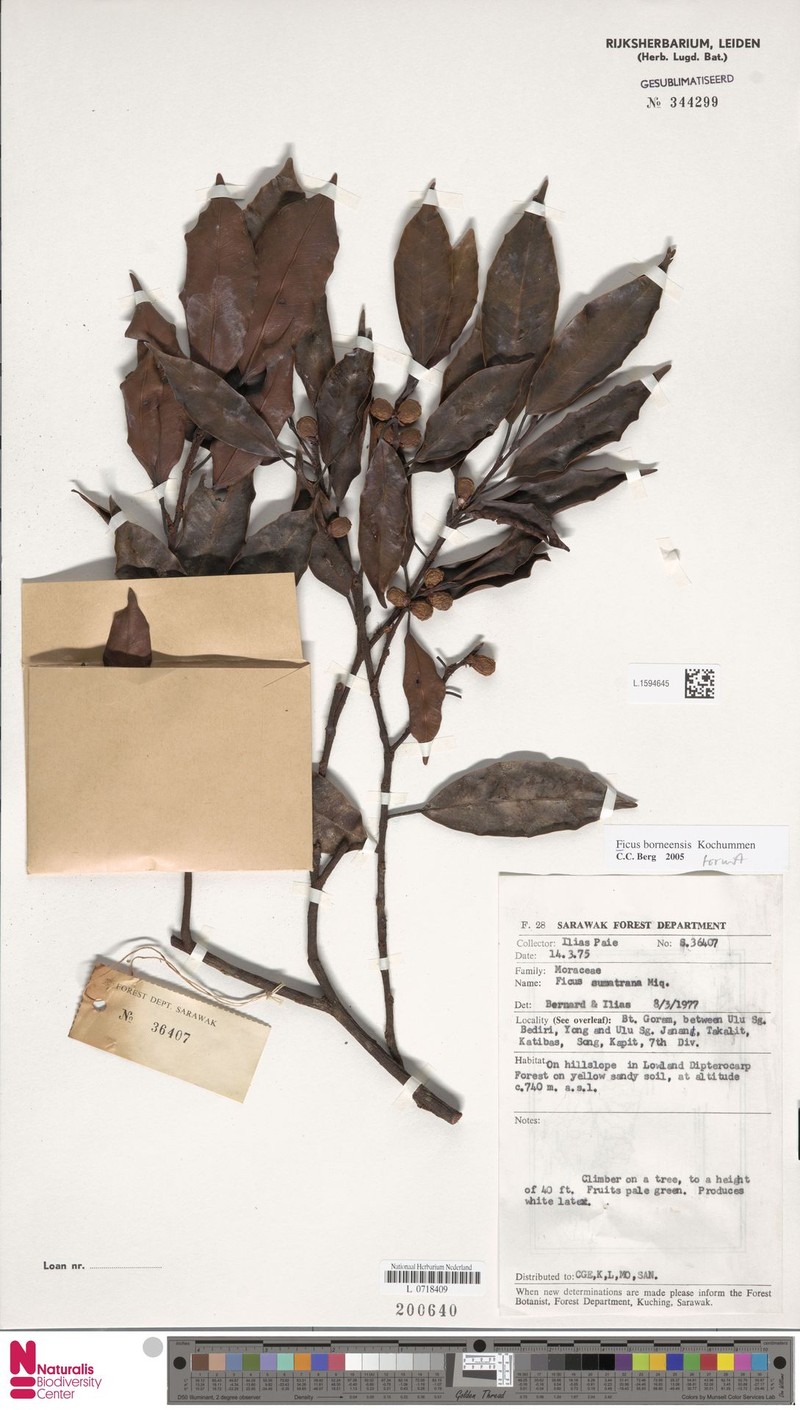 Ficus borneensis photo 4