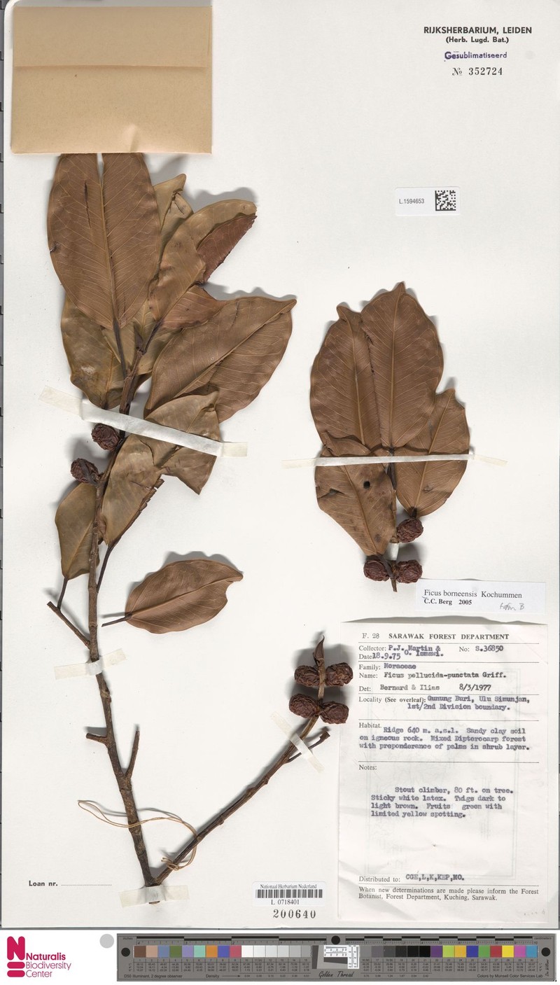 Ficus borneensis photo 5