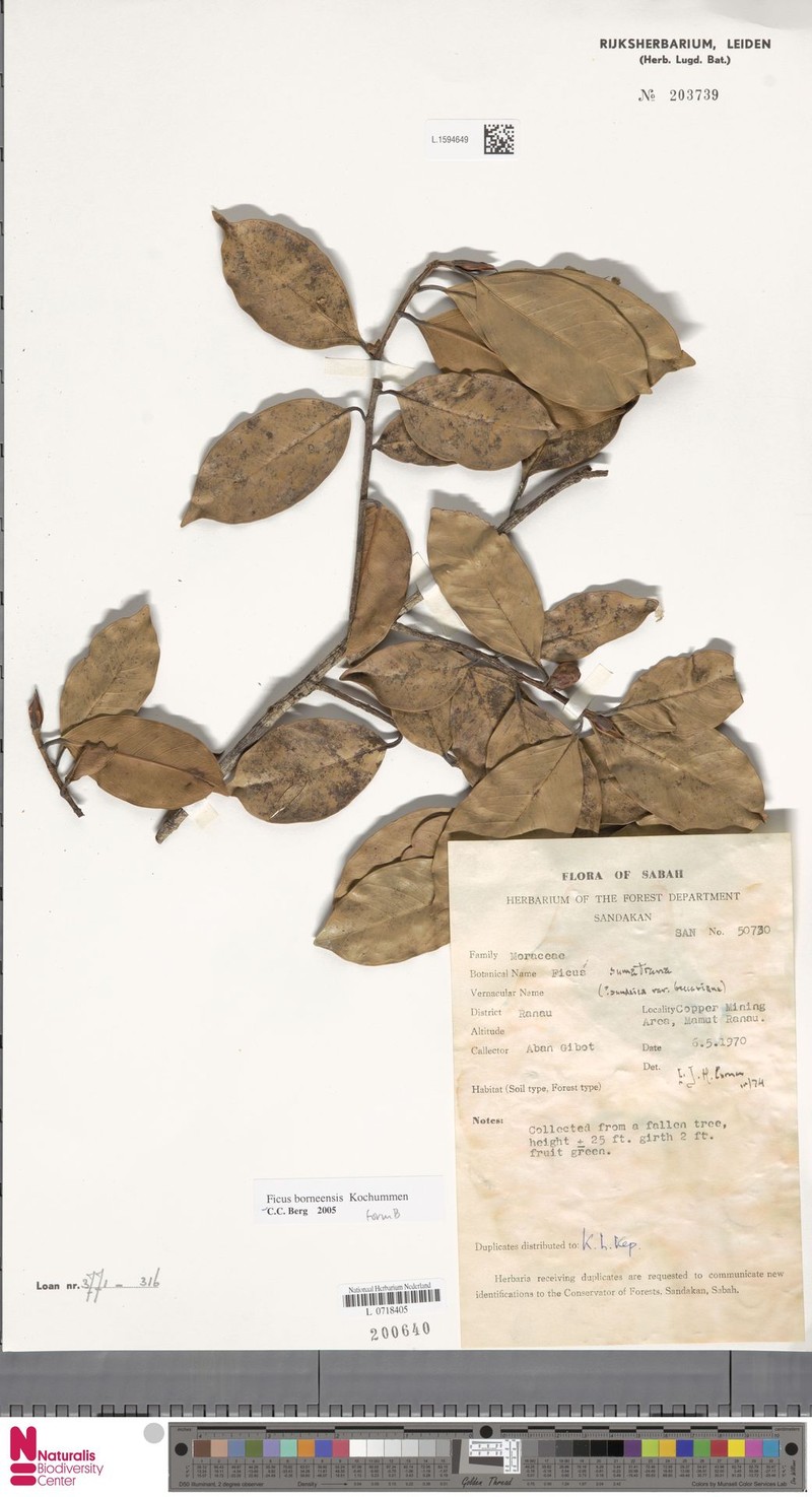 Ficus borneensis photo 6