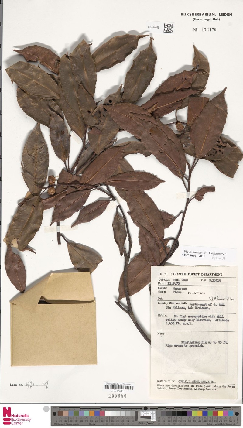 Ficus borneensis photo 7