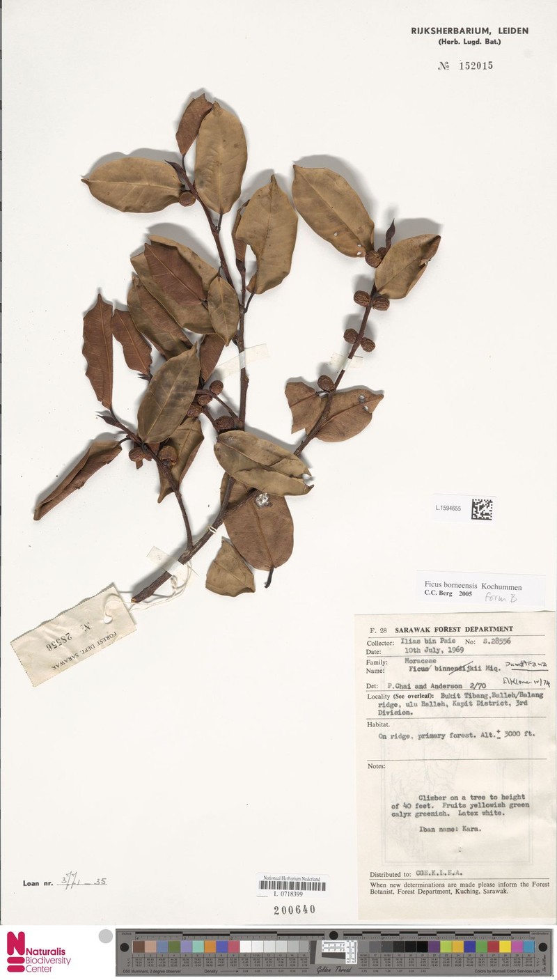 Ficus borneensis photo 8