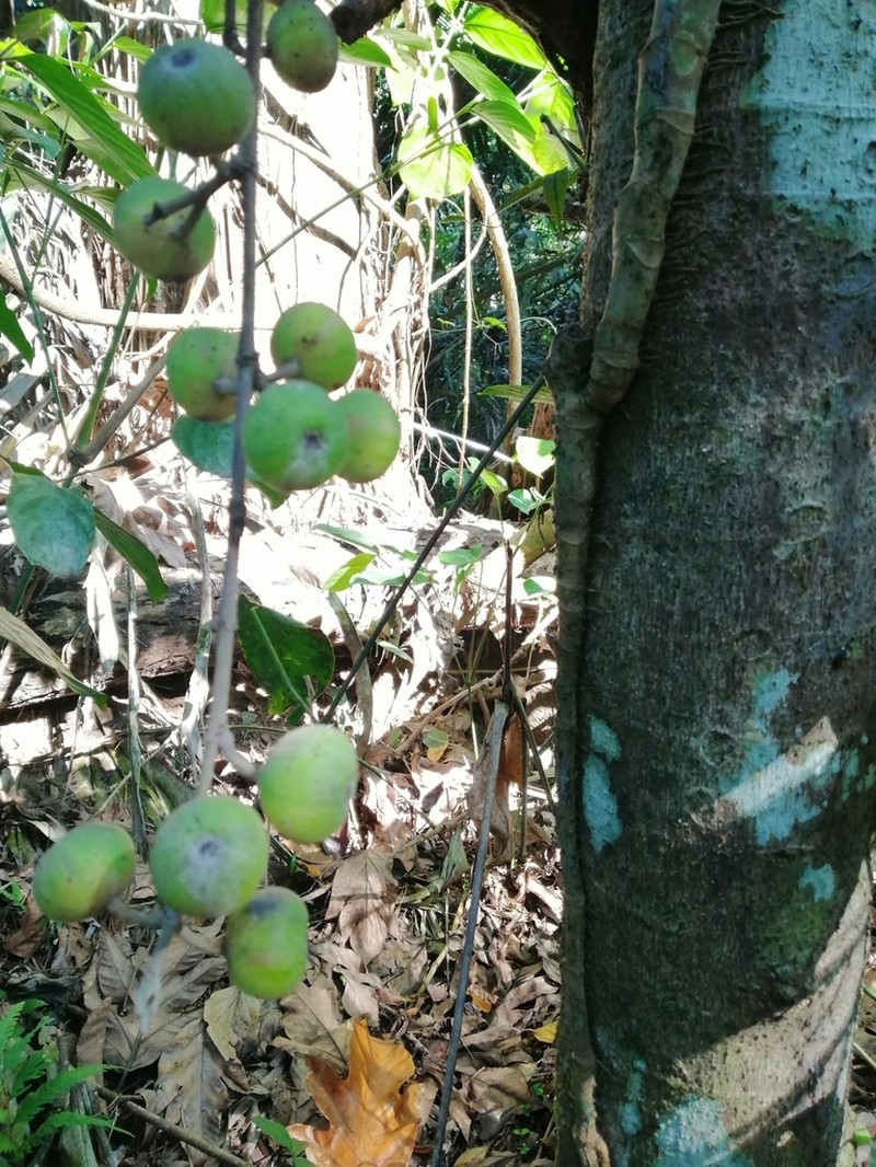 Ficus botryocarpa