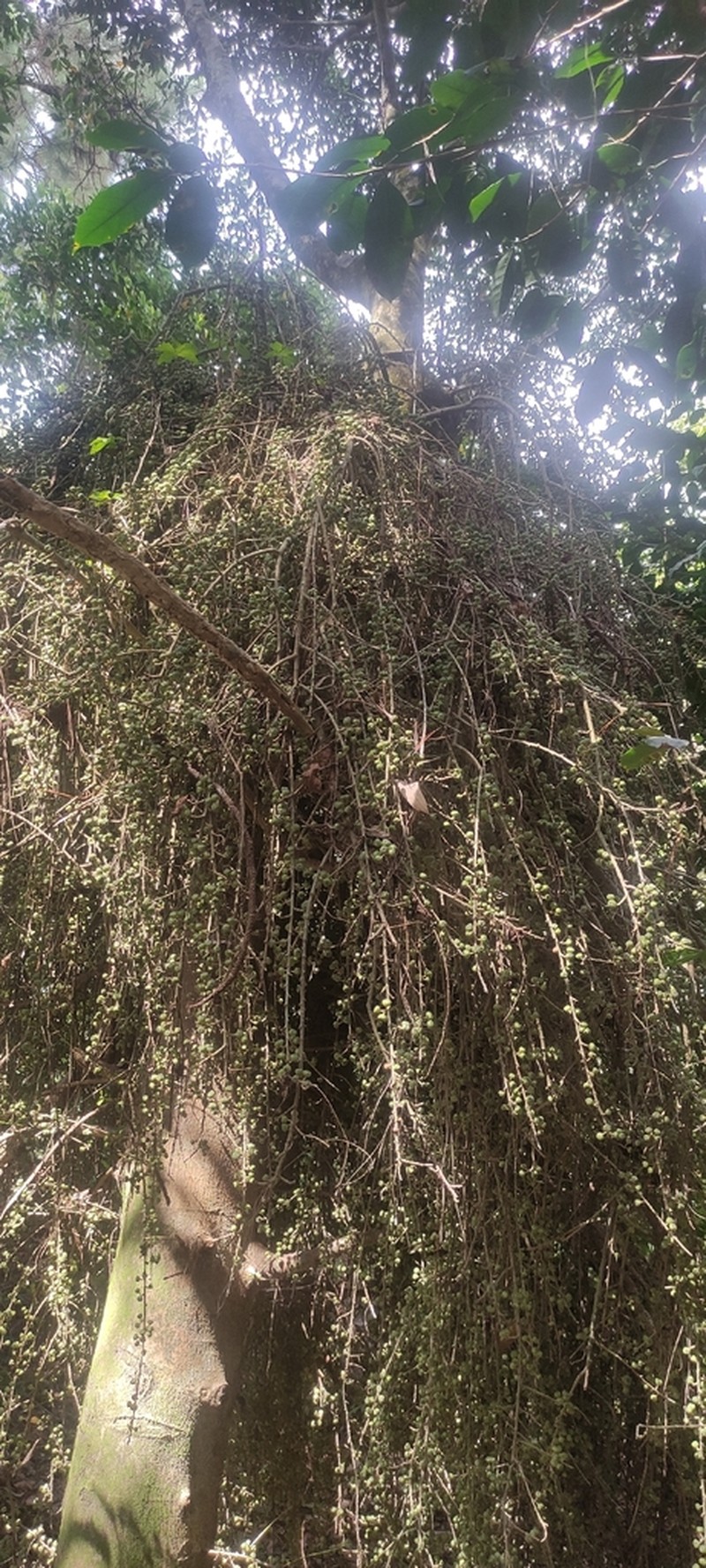 Ficus botryocarpa photo 2