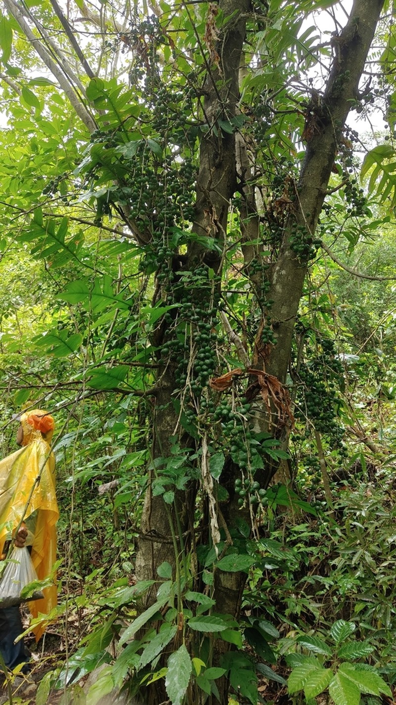 Ficus botryocarpa photo 3