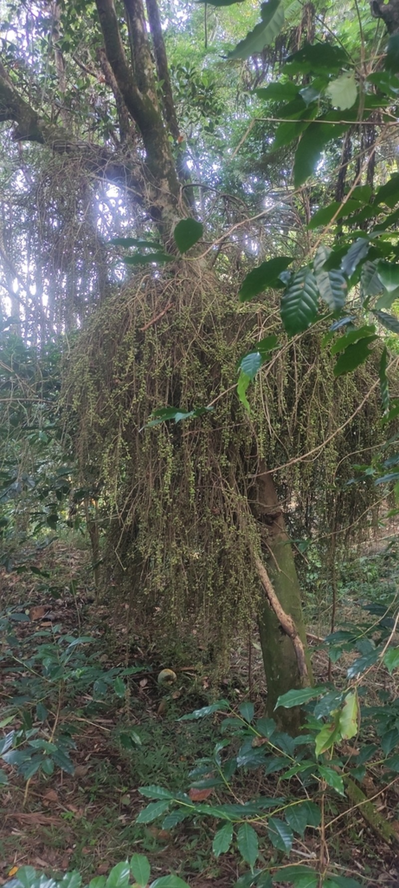 Ficus botryocarpa photo 4