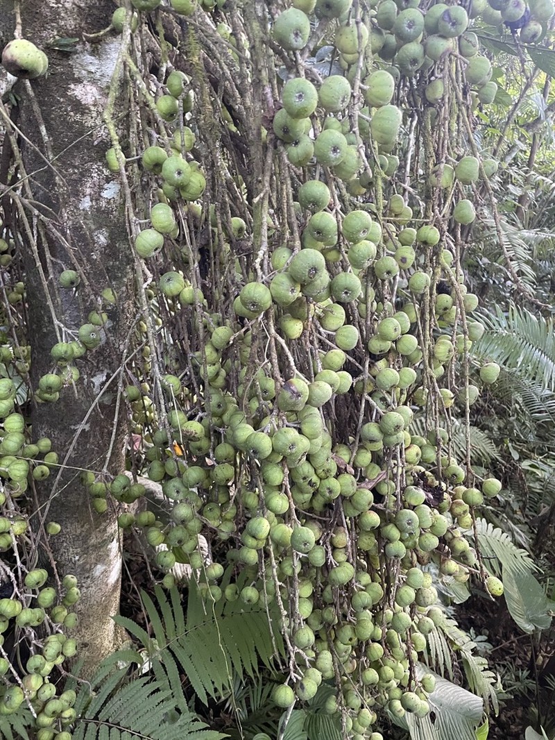 Ficus botryocarpa photo 5