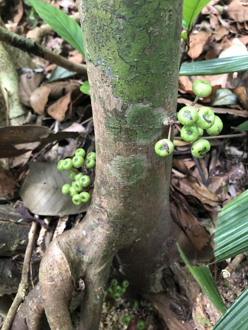 Ficus botryocarpa photo 7