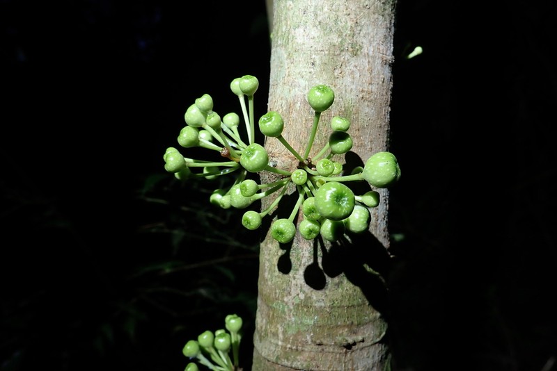 Ficus botryocarpa photo 8