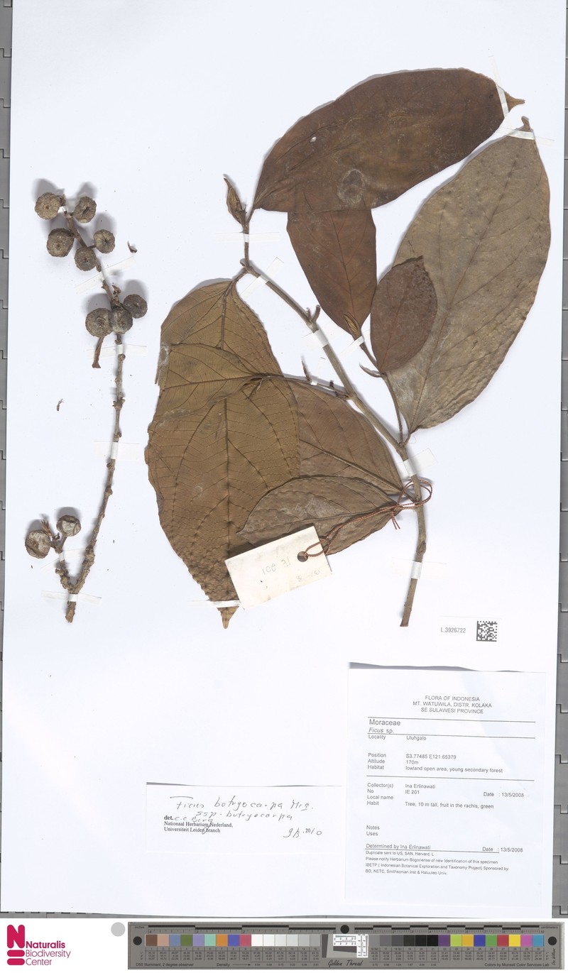 Ficus botryocarpa subsp. botryocarpa