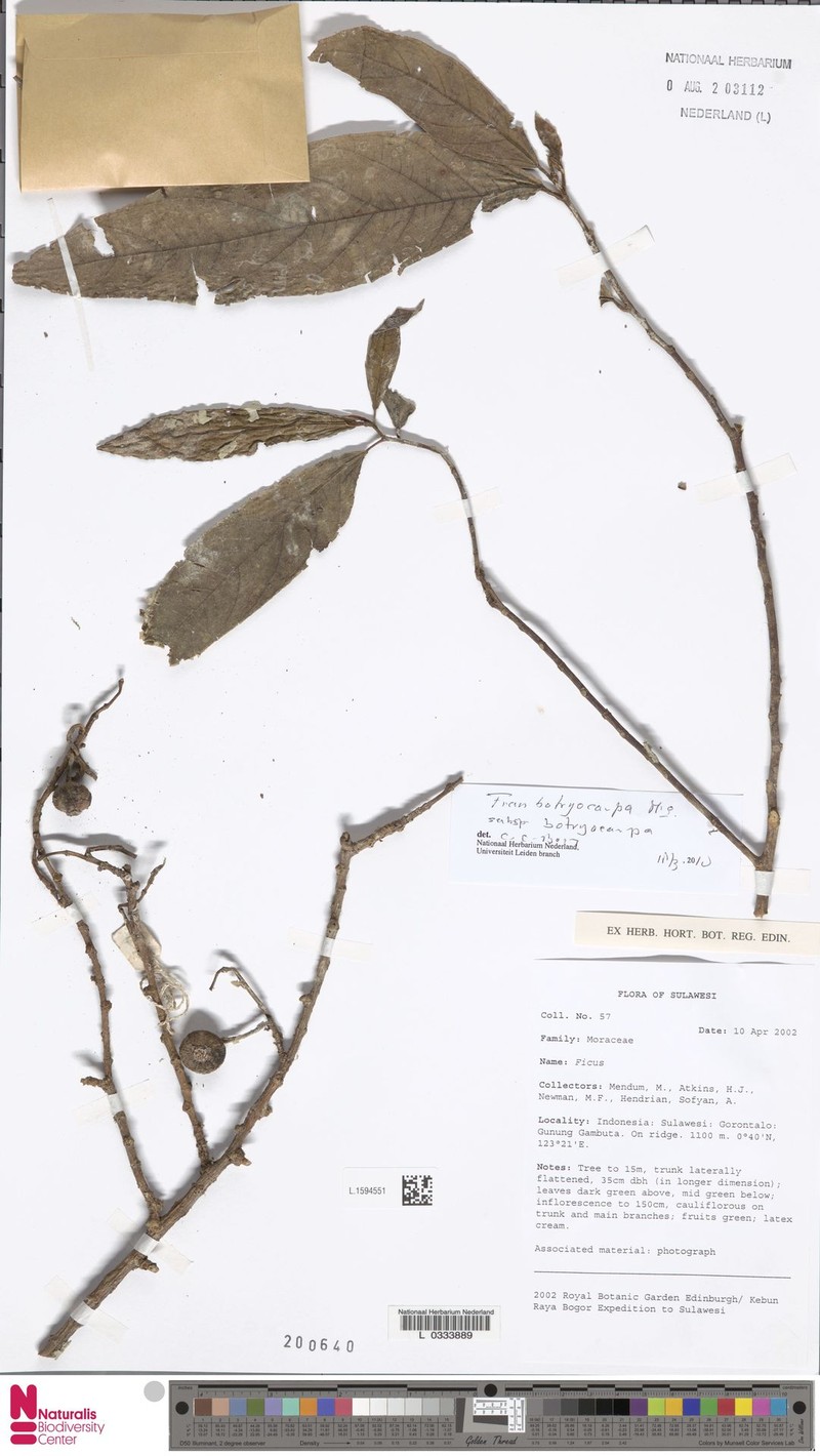 Ficus botryocarpa subsp. botryocarpa photo 2