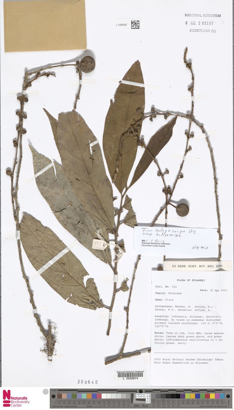 Ficus botryocarpa subsp. botryocarpa photo 3
