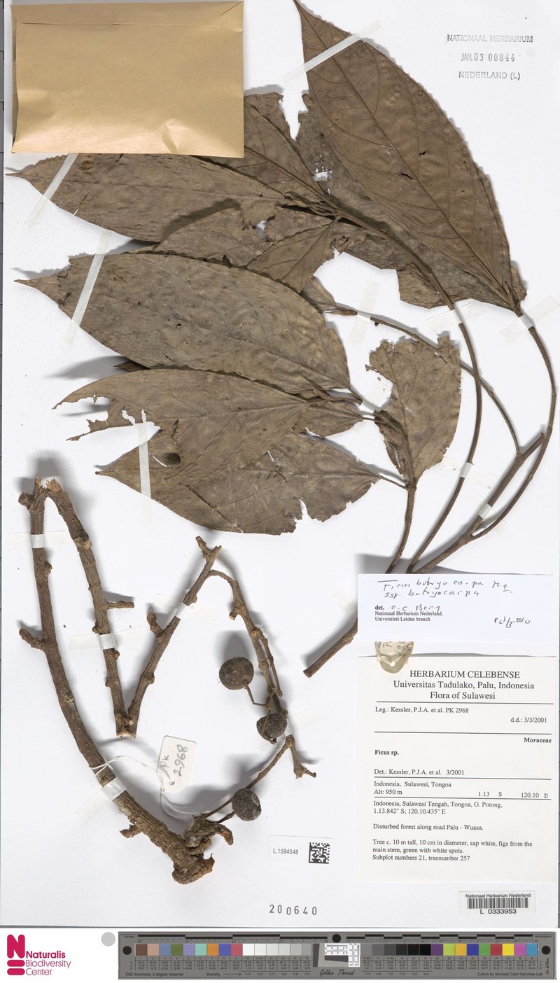 Ficus botryocarpa subsp. botryocarpa photo 4