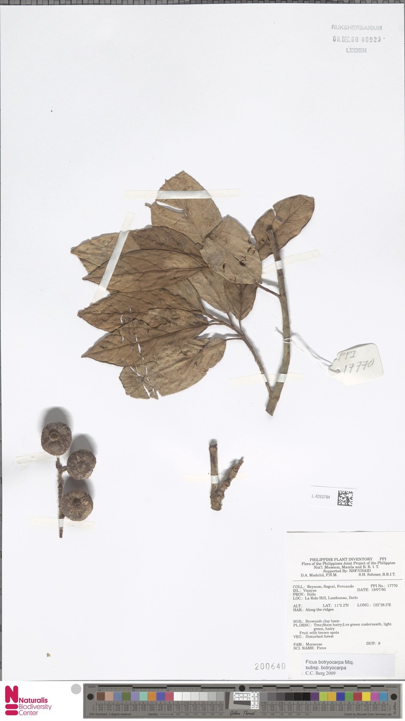 Ficus botryocarpa subsp. botryocarpa photo 5