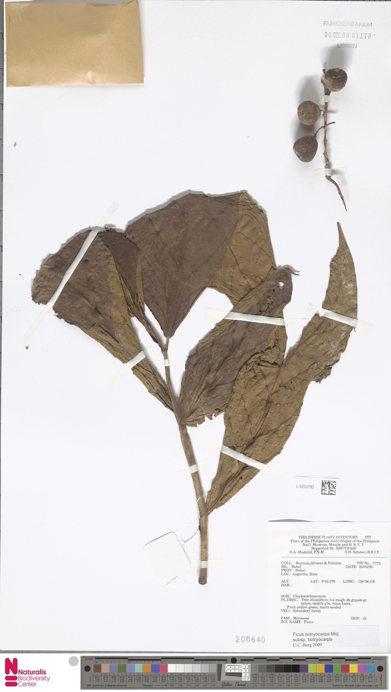 Ficus botryocarpa subsp. botryocarpa photo 6