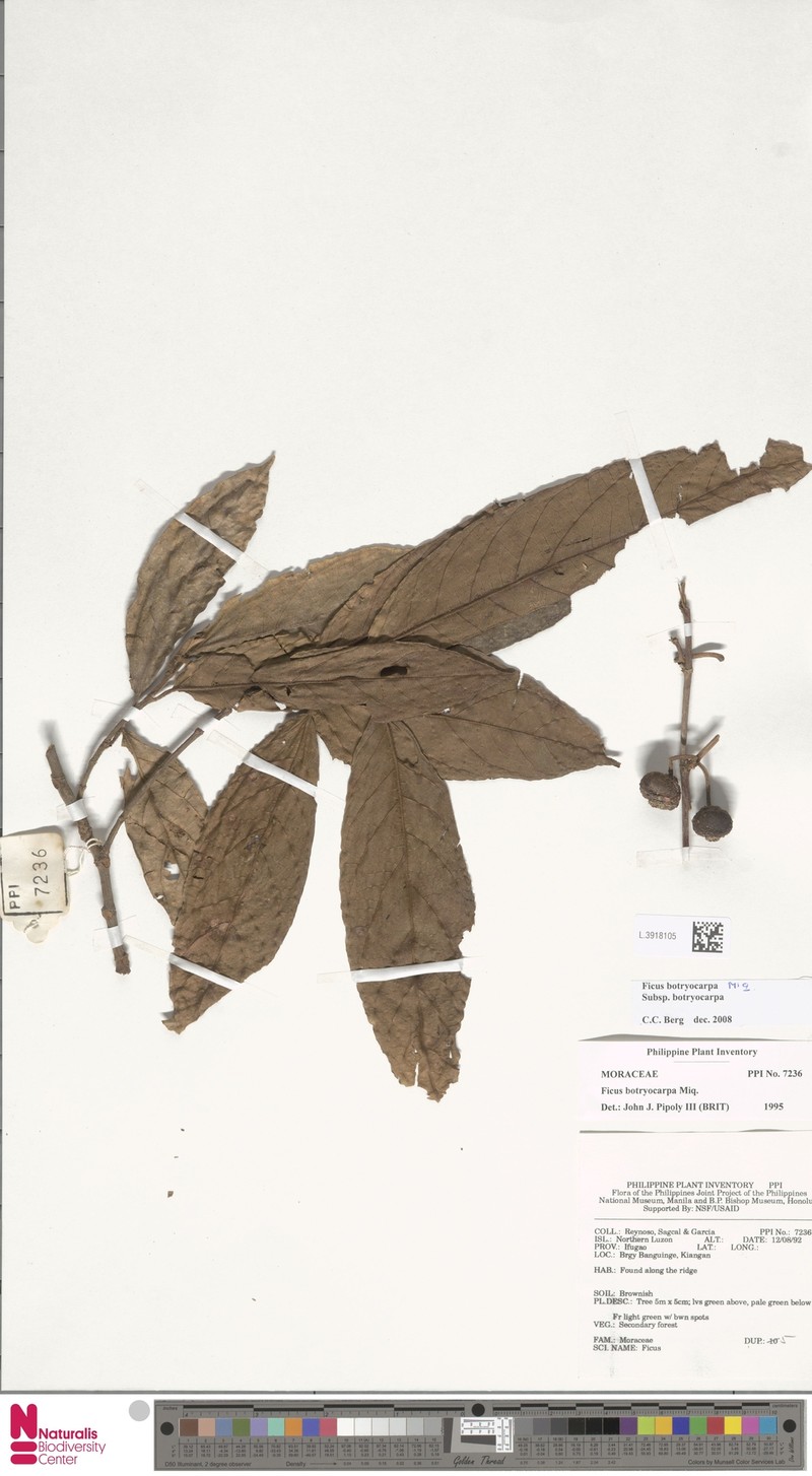 Ficus botryocarpa subsp. botryocarpa photo 7