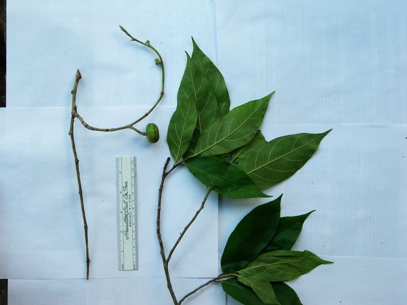 Ficus botryocarpa subsp. hirtella