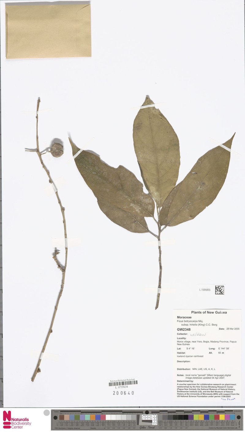 Ficus botryocarpa subsp. hirtella photo 2