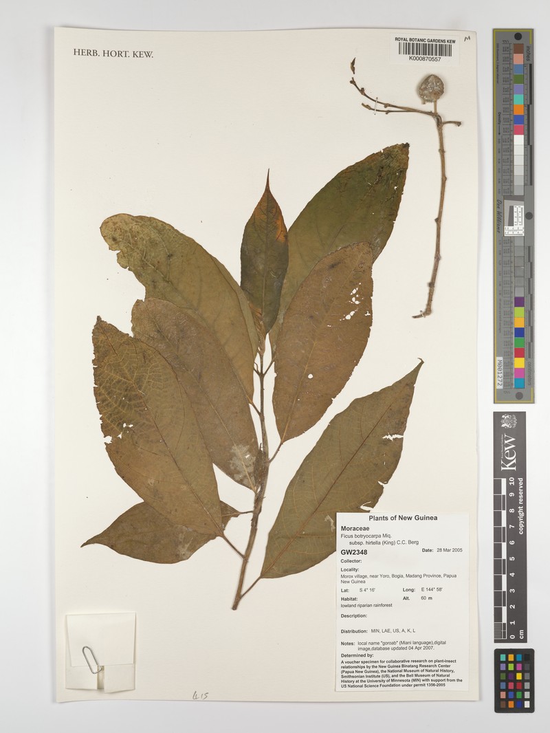 Ficus botryocarpa subsp. hirtella photo 3