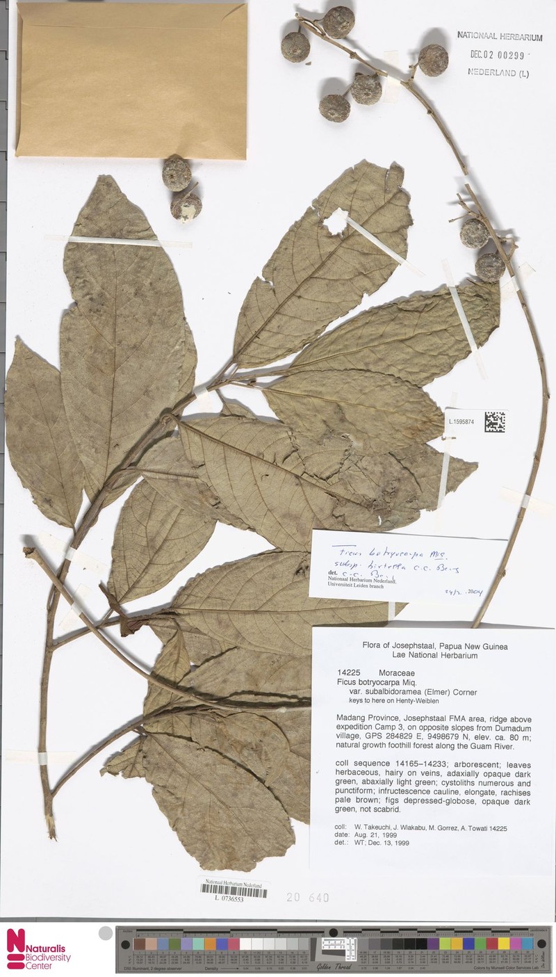 Ficus botryocarpa subsp. hirtella photo 4