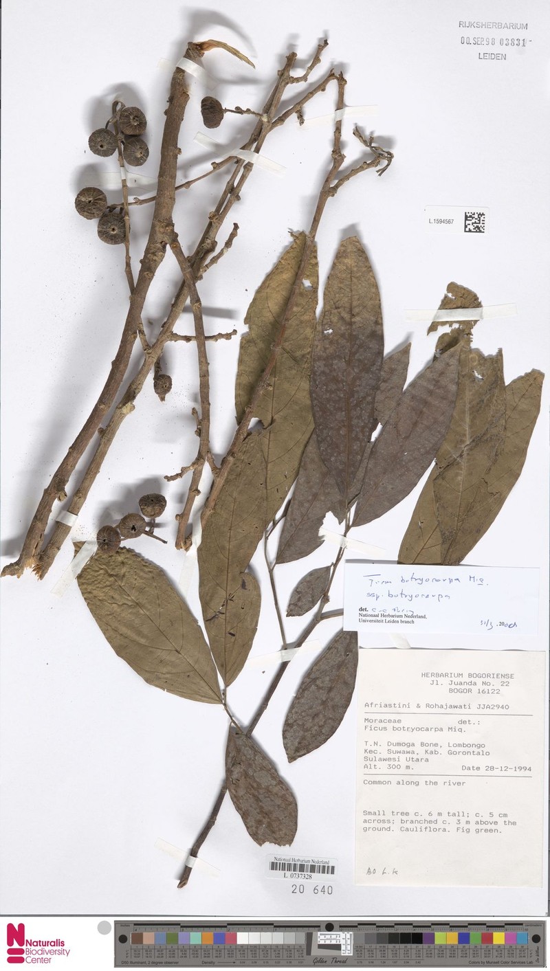 Ficus botryocarpa subsp. hirtella photo 5