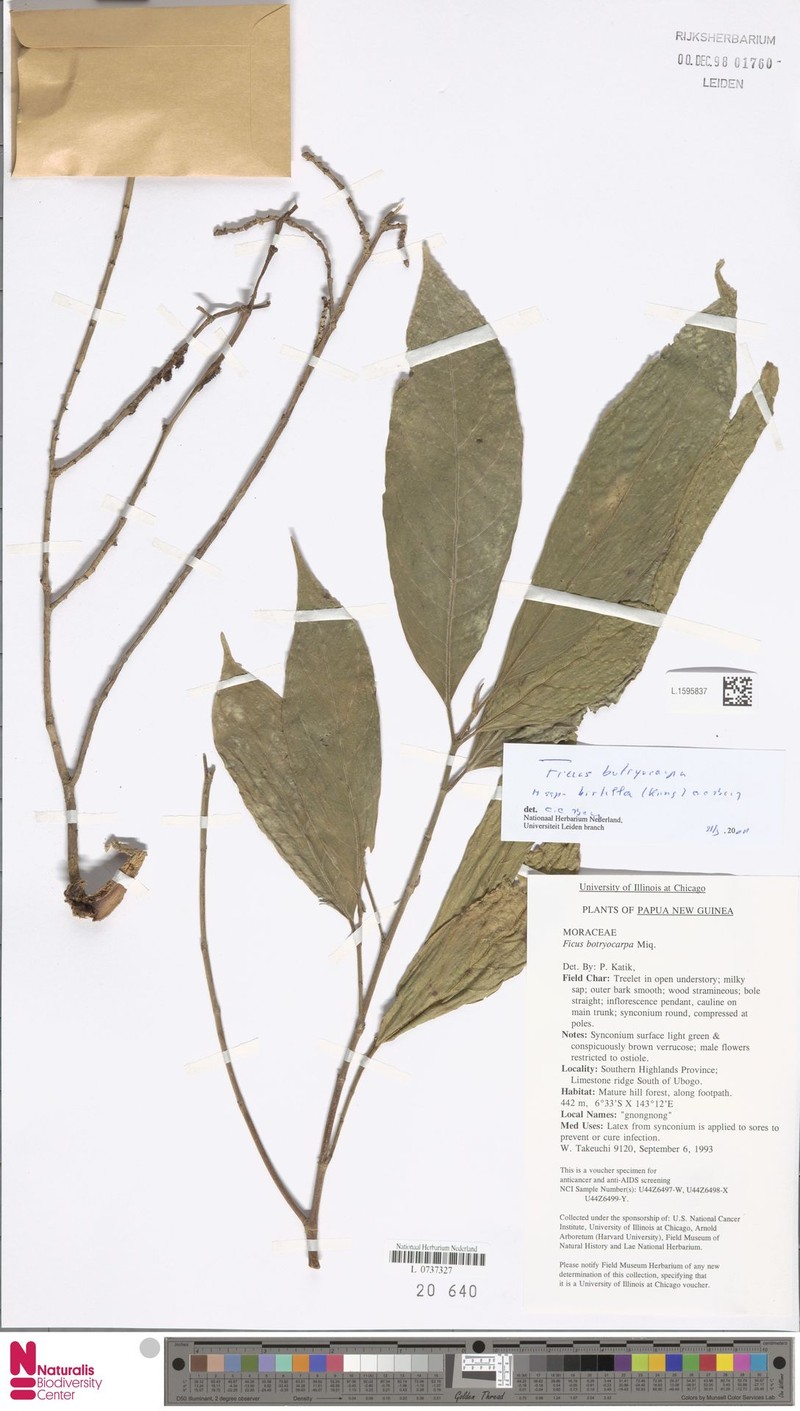 Ficus botryocarpa subsp. hirtella photo 6