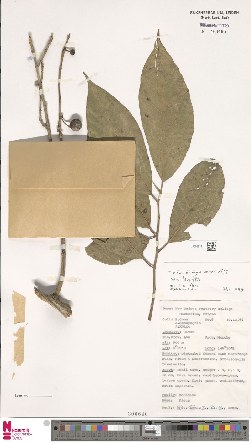 Ficus botryocarpa subsp. hirtella photo 7