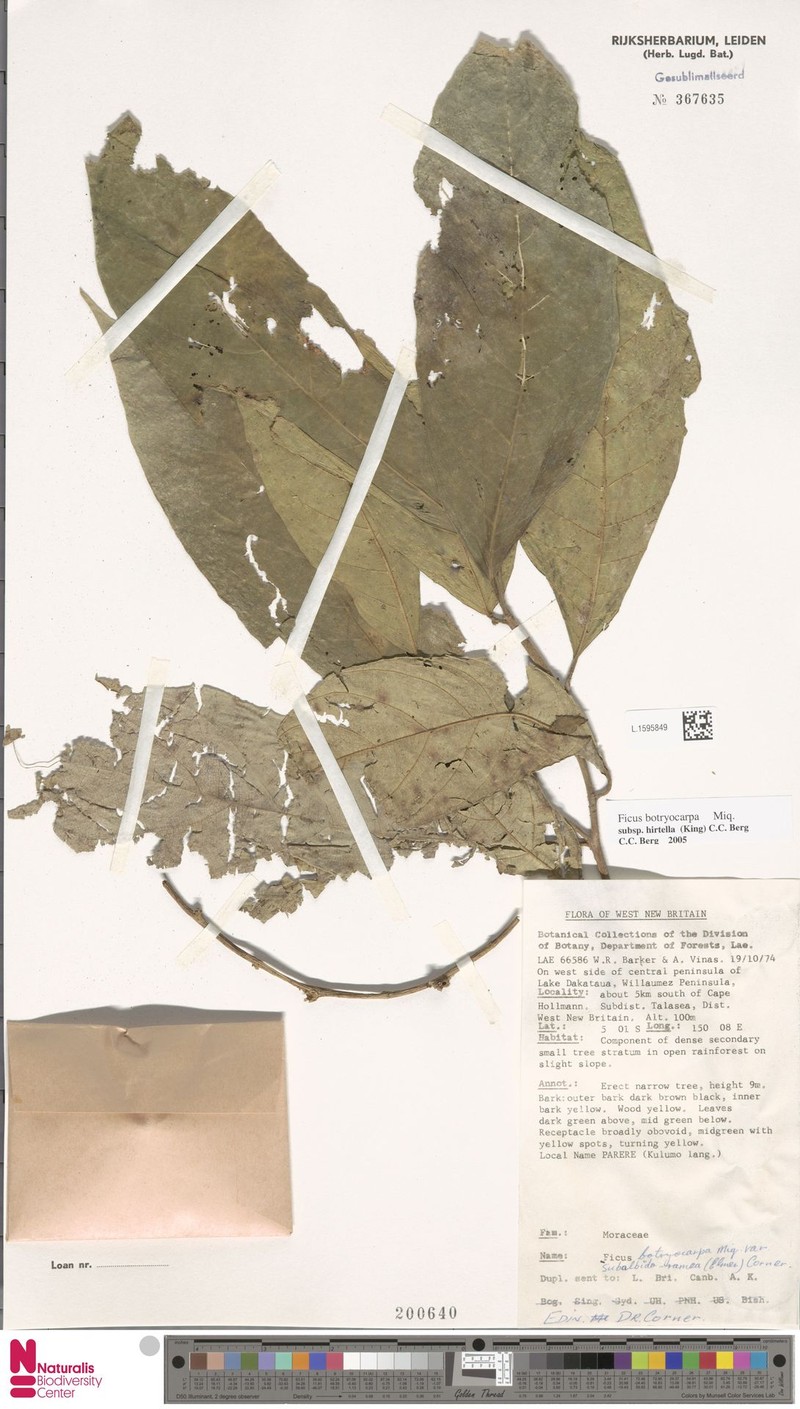 Ficus botryocarpa subsp. hirtella photo 8