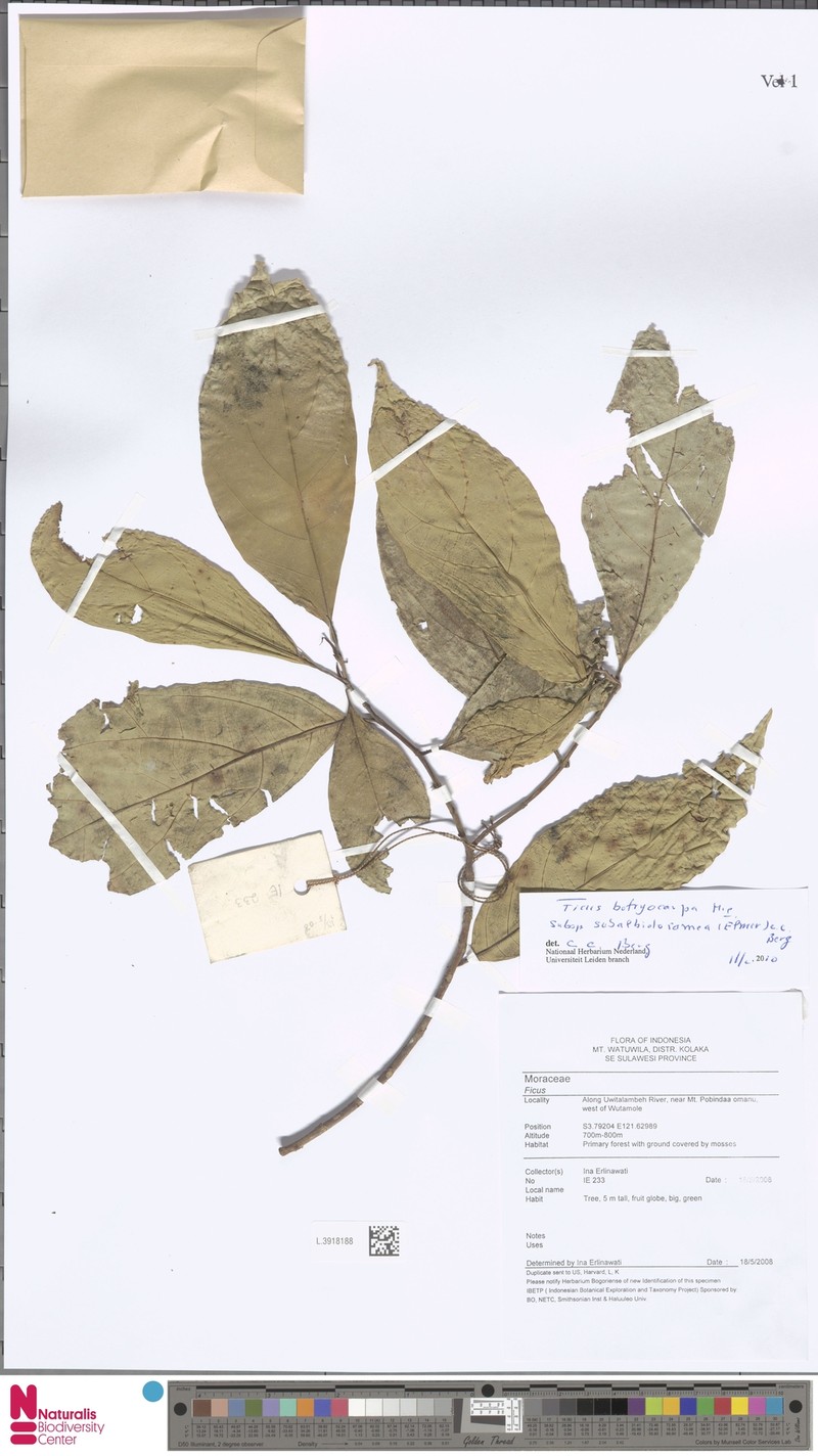 Ficus botryocarpa subsp. subalbidoramea