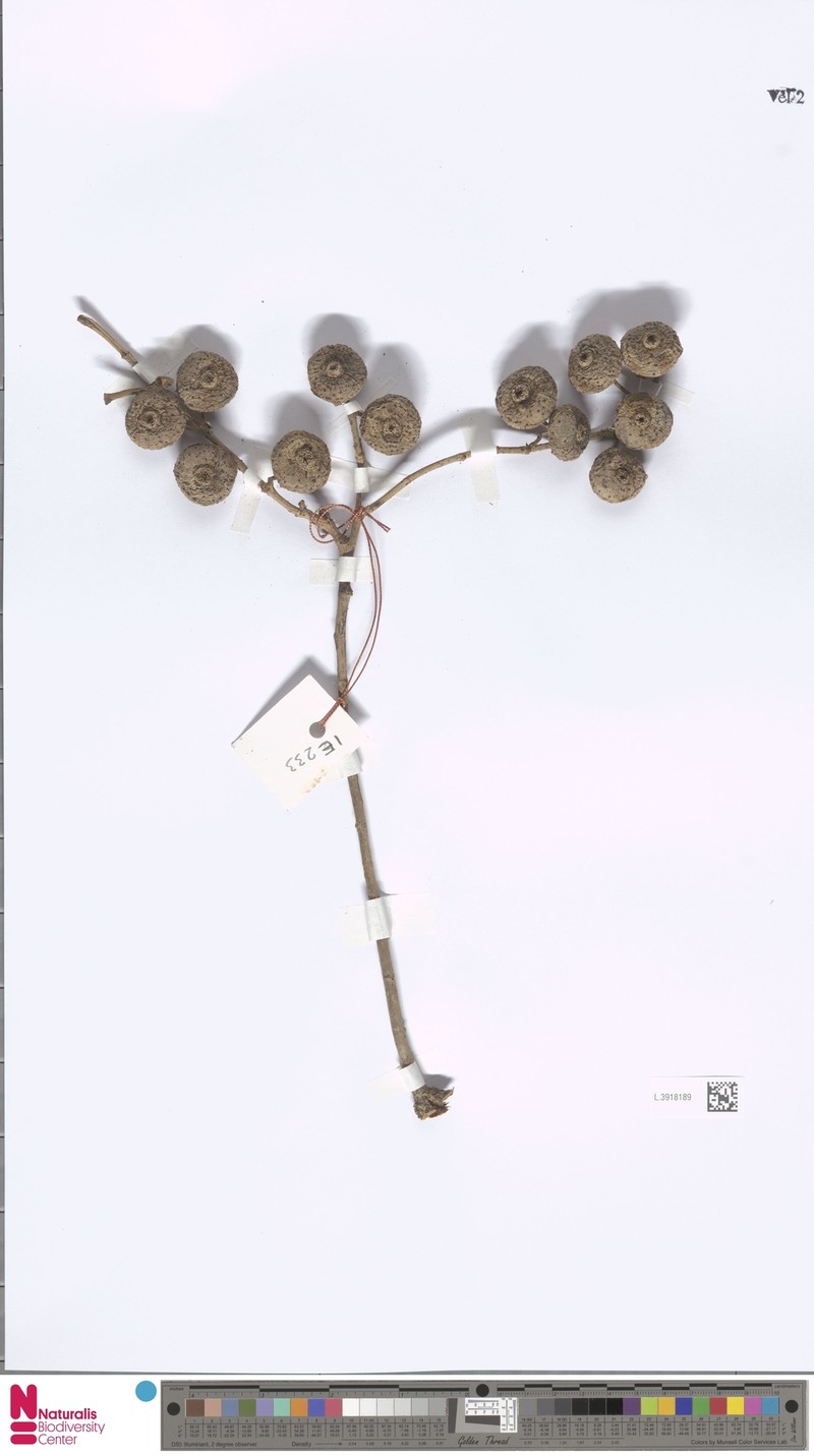 Ficus botryocarpa subsp. subalbidoramea photo 2