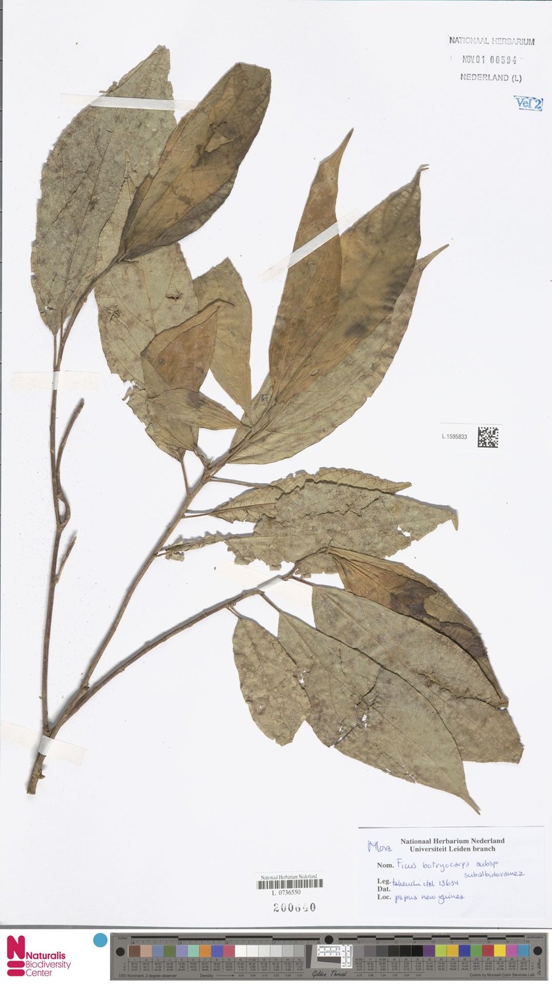 Ficus botryocarpa subsp. subalbidoramea photo 3