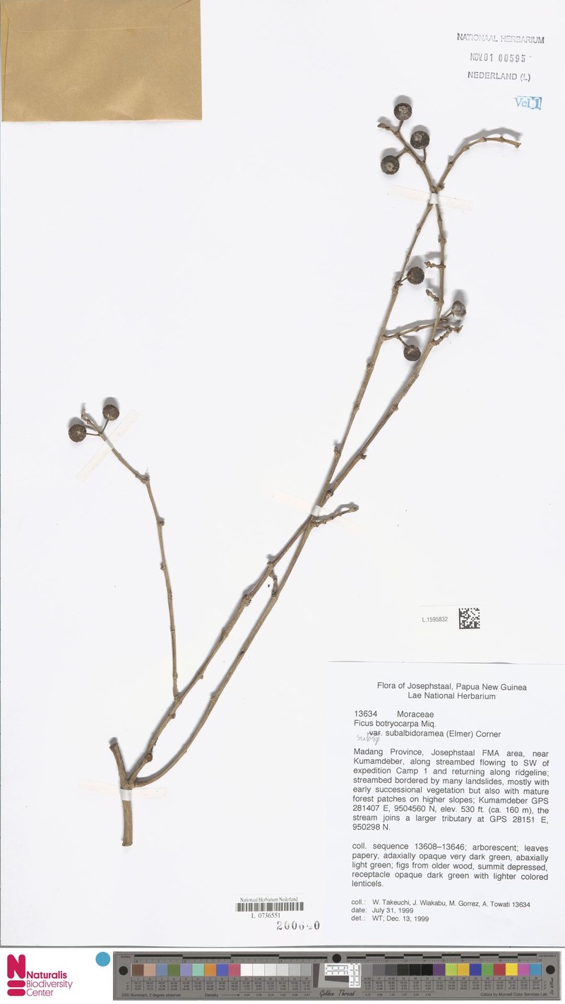 Ficus botryocarpa subsp. subalbidoramea photo 4