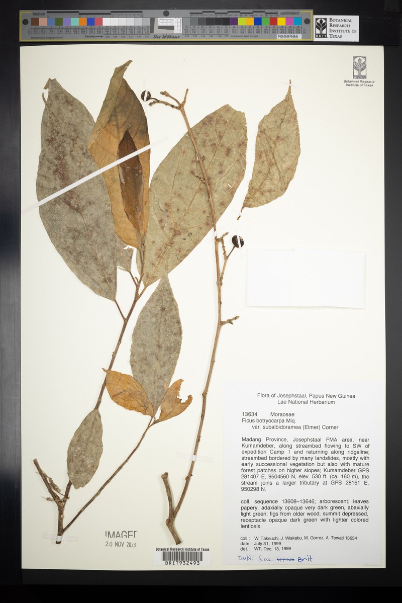Ficus botryocarpa subsp. subalbidoramea photo 5