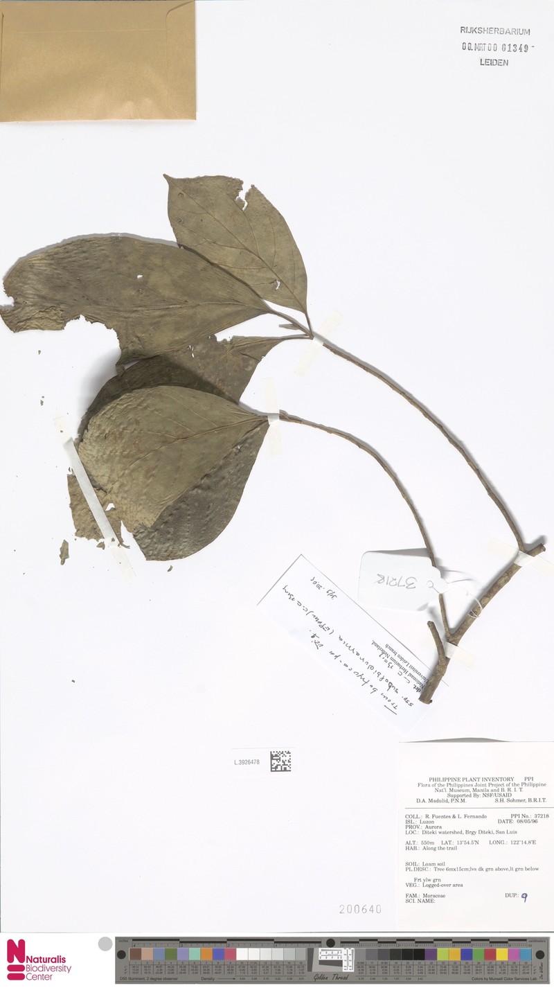 Ficus botryocarpa subsp. subalbidoramea photo 6