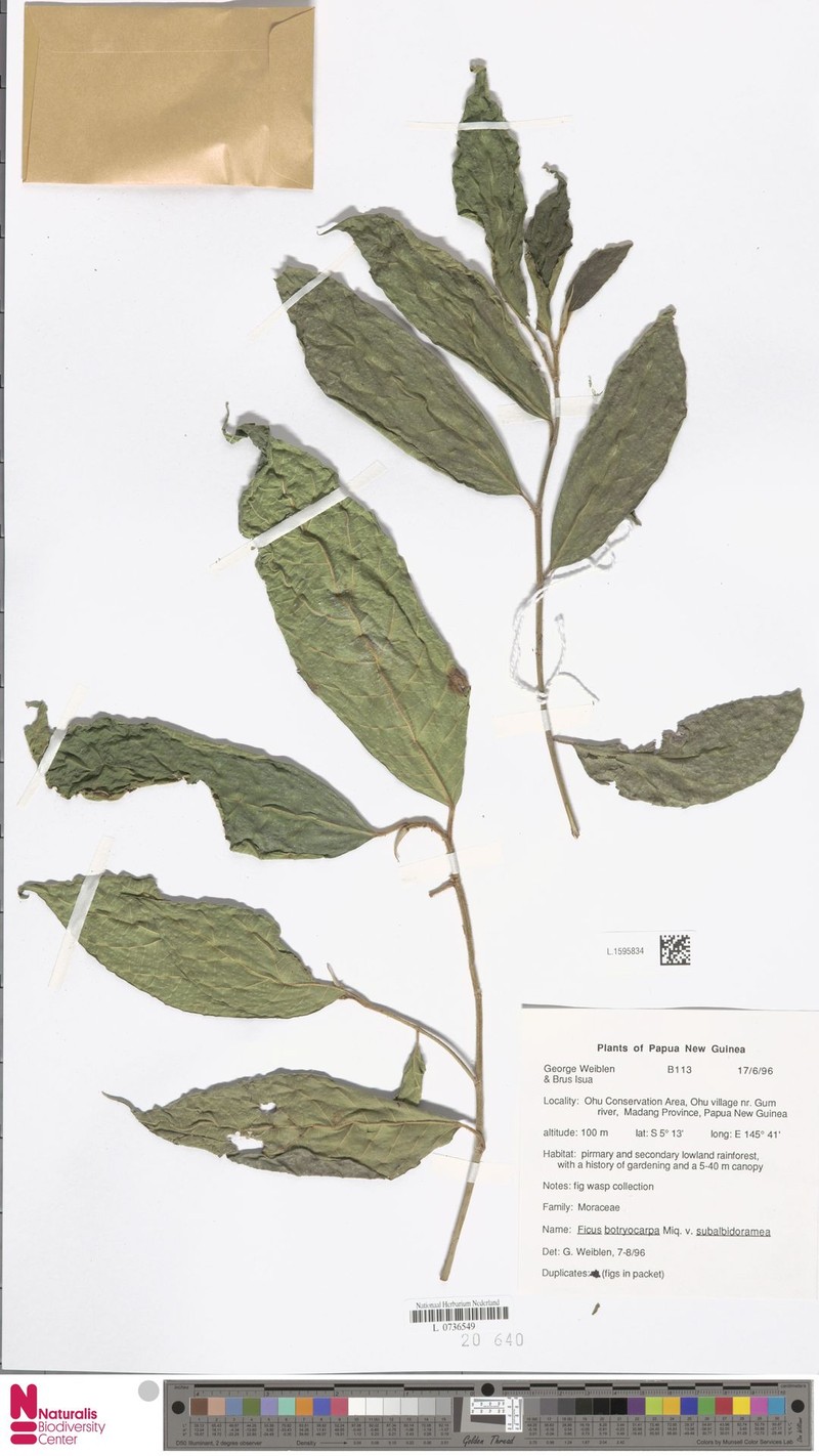 Ficus botryocarpa subsp. subalbidoramea photo 7