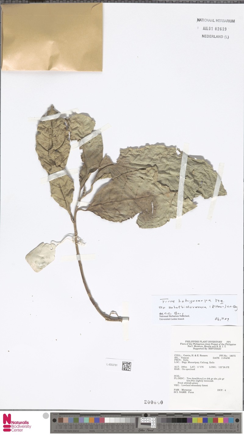 Ficus botryocarpa subsp. subalbidoramea photo 8