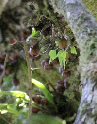 Ficus botryoides