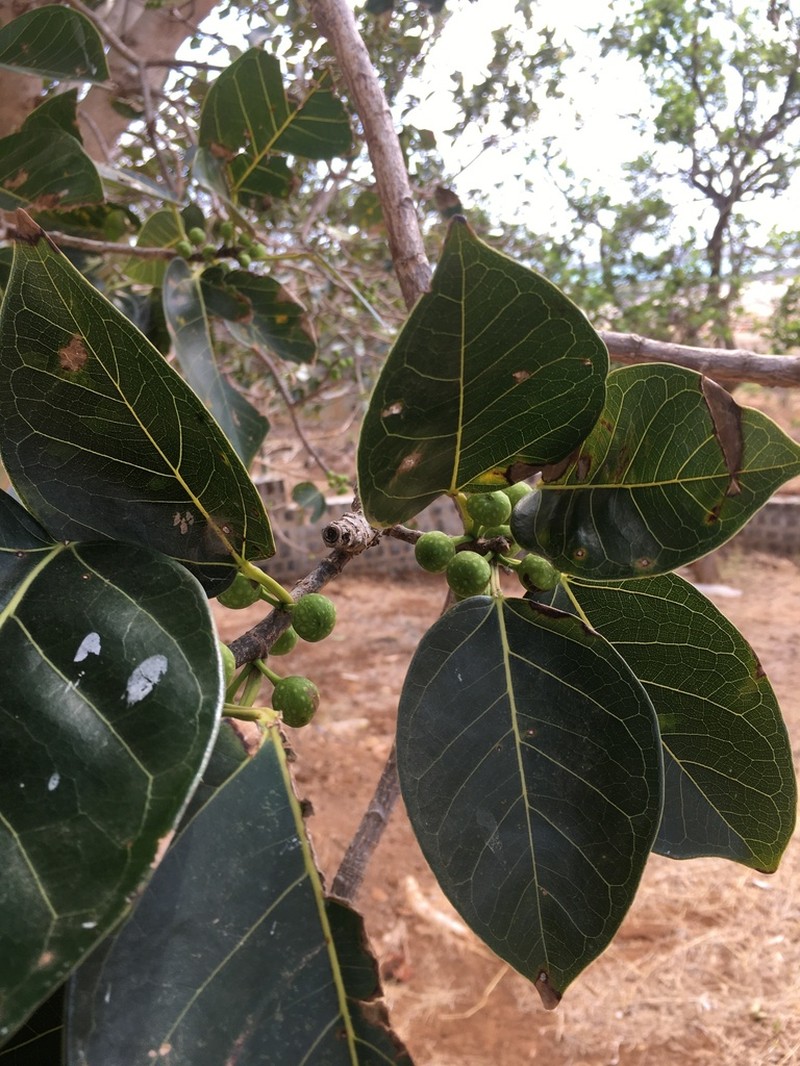 Ficus botryoides photo 2