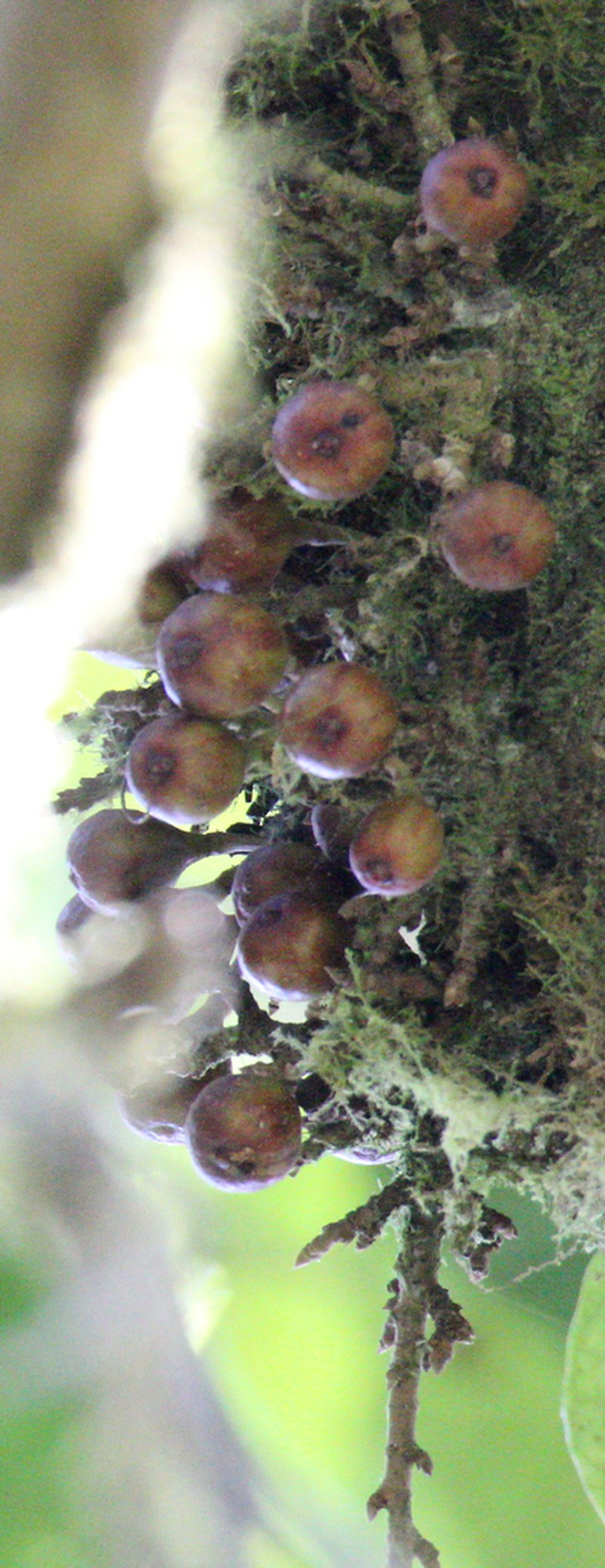 Ficus botryoides photo 6